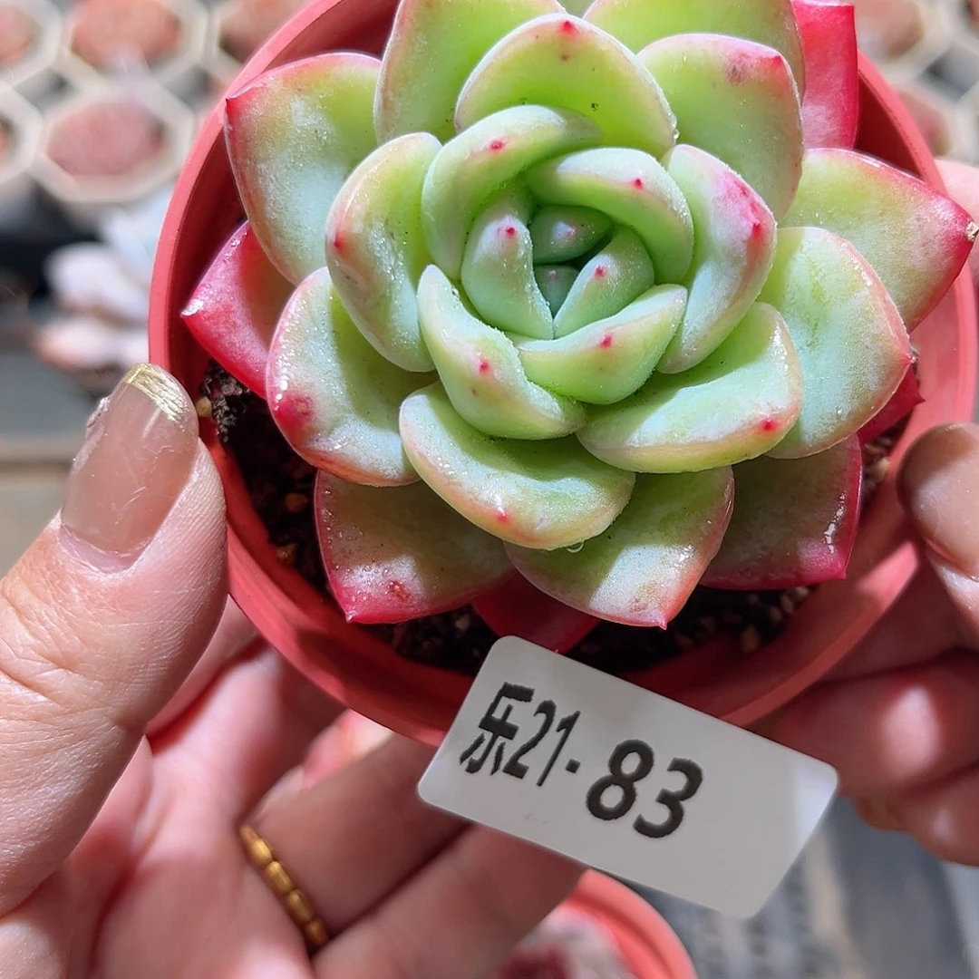 乐21-83 草莓泡芙