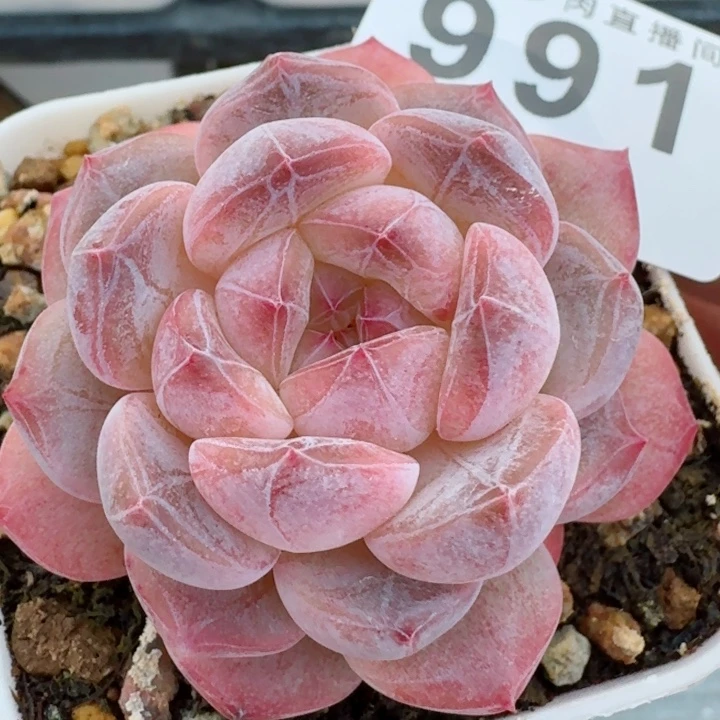 黛玉冰魄         精控精养多肉植物