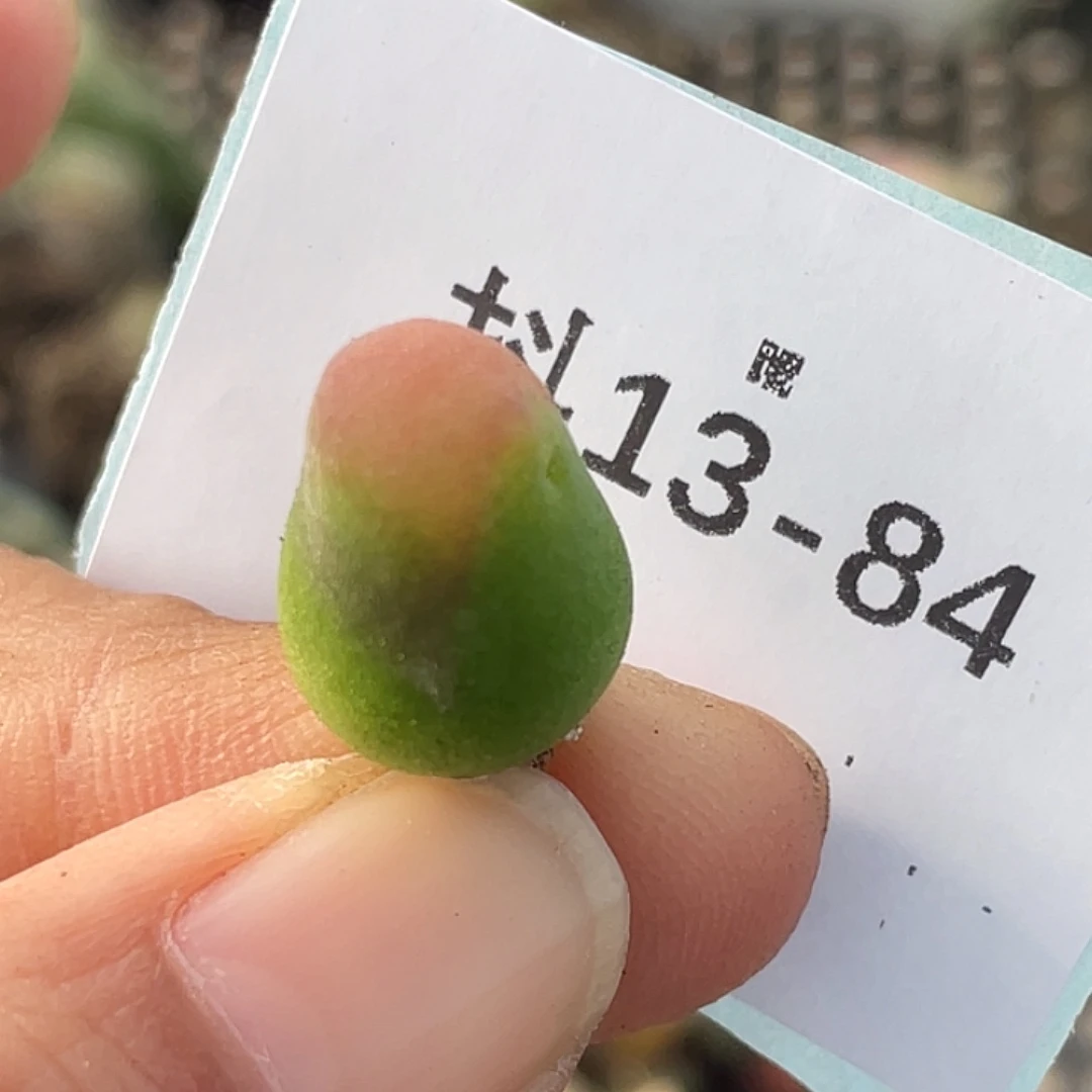 13-84变异毛毛多肉植物