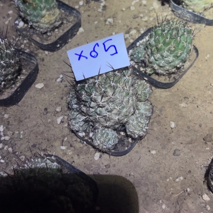 冰***洁X65宝山特瑞娜一颗28