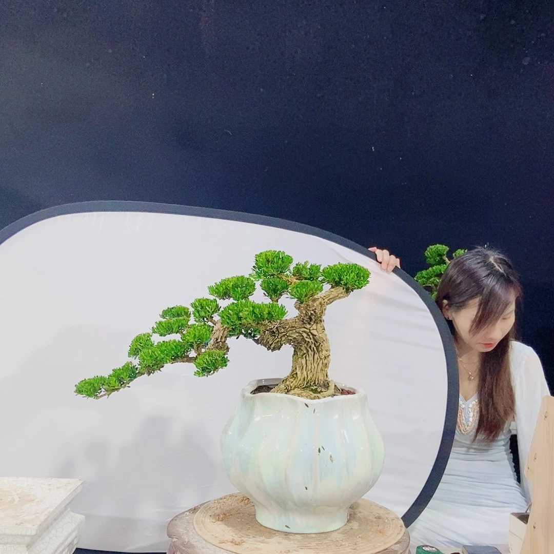 当前无花朵，栽培后可花朵
