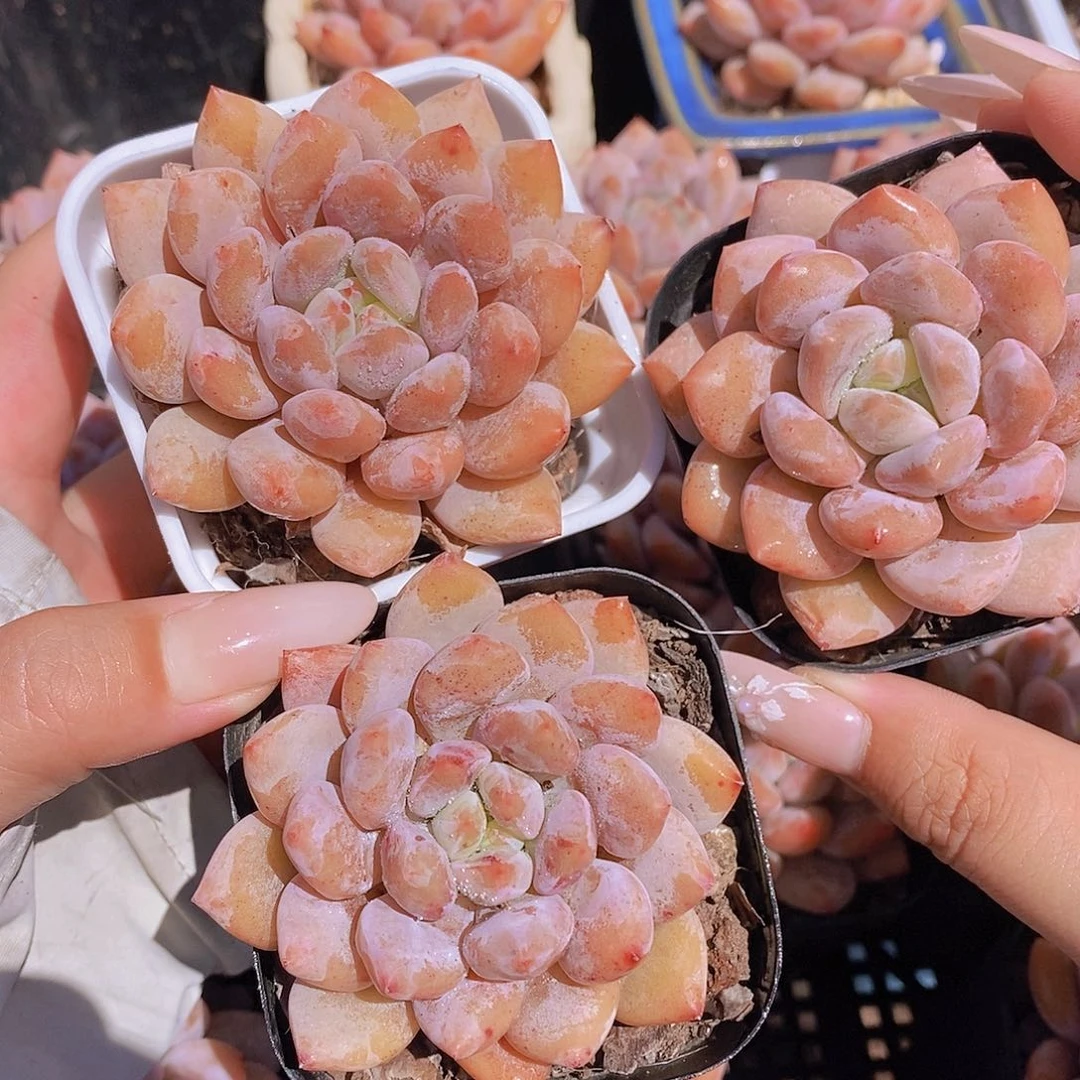 0624- 半夏单头一颗带白方 量拍