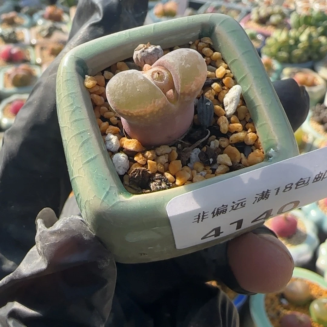 4140-一物一拍 带盆