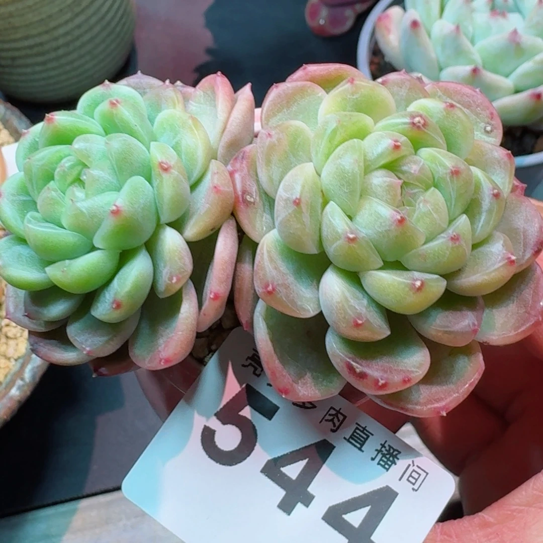 甜心双头      愿你一路坦途，乘风破浪展宏图