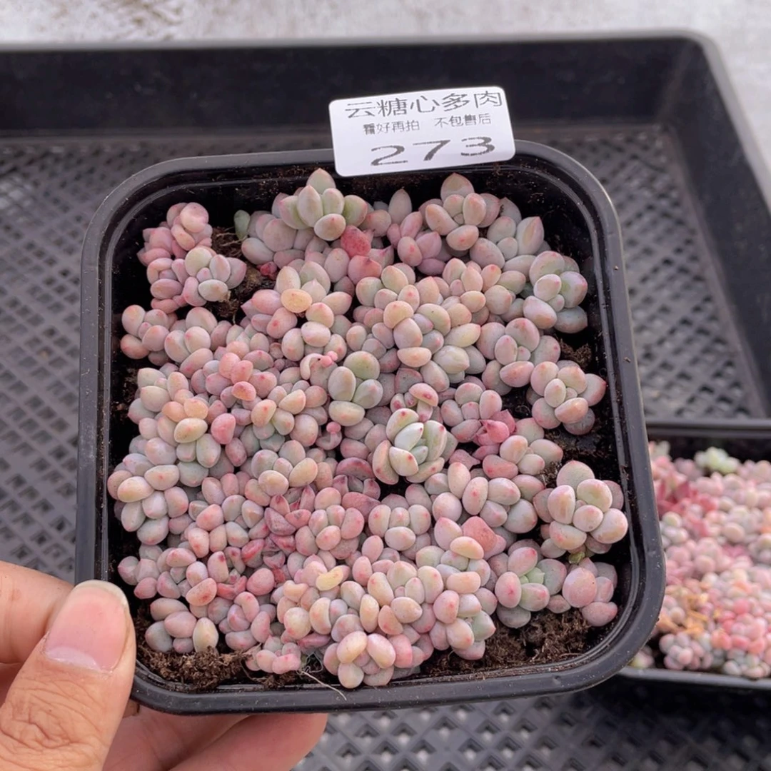 云糖心多肉植物273