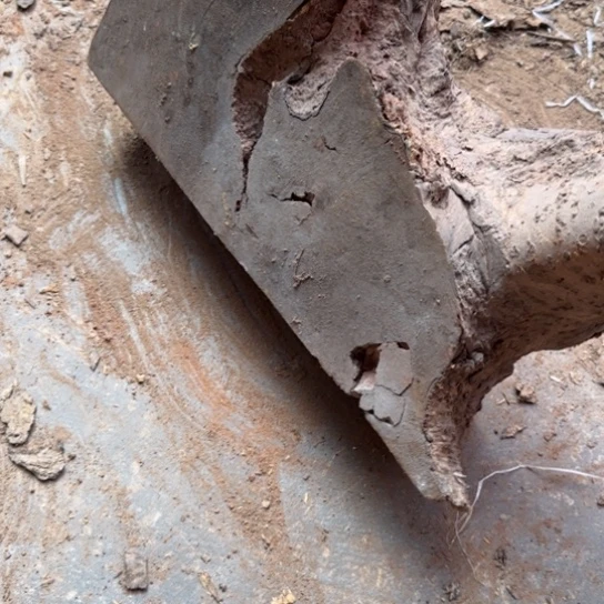 玖***e金丝楠木小叶桢楠