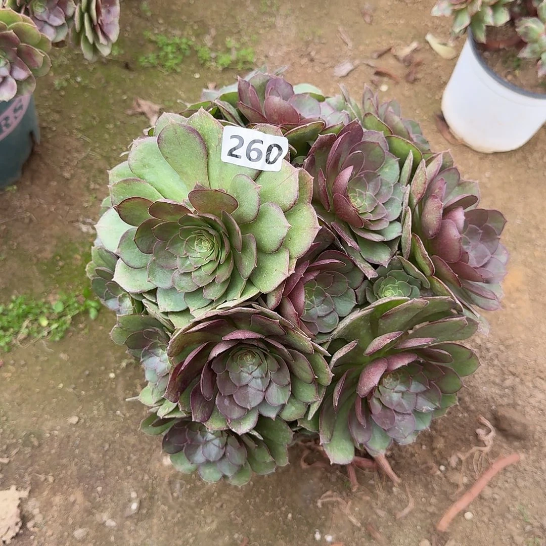 不周正万圣节260号