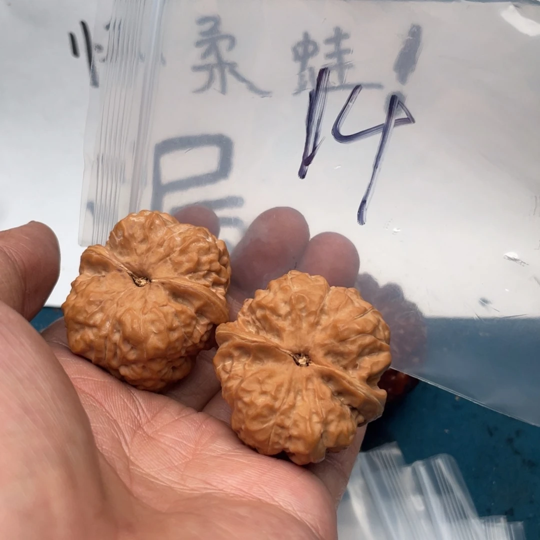 核桃7537353575375737537