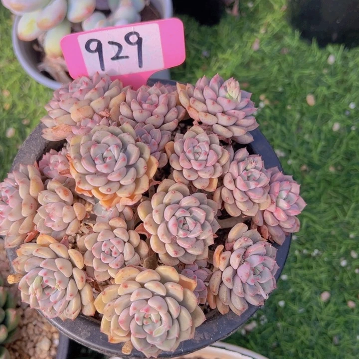 健健康康平平安安