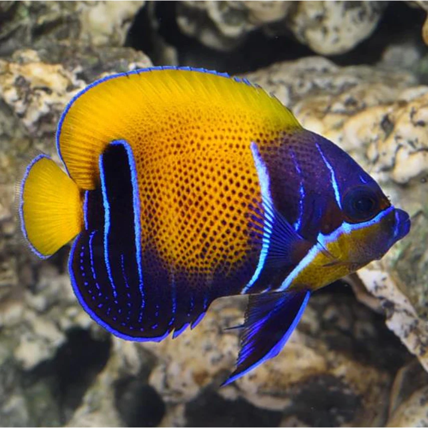 马鞍仙 海水观赏鱼