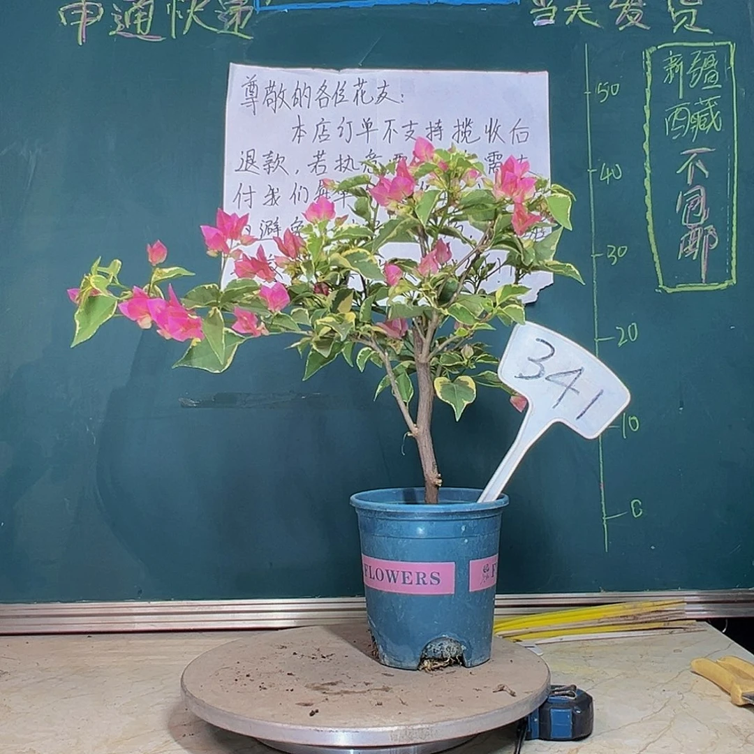 当前无花栽培后可以开花蜡染粉 341