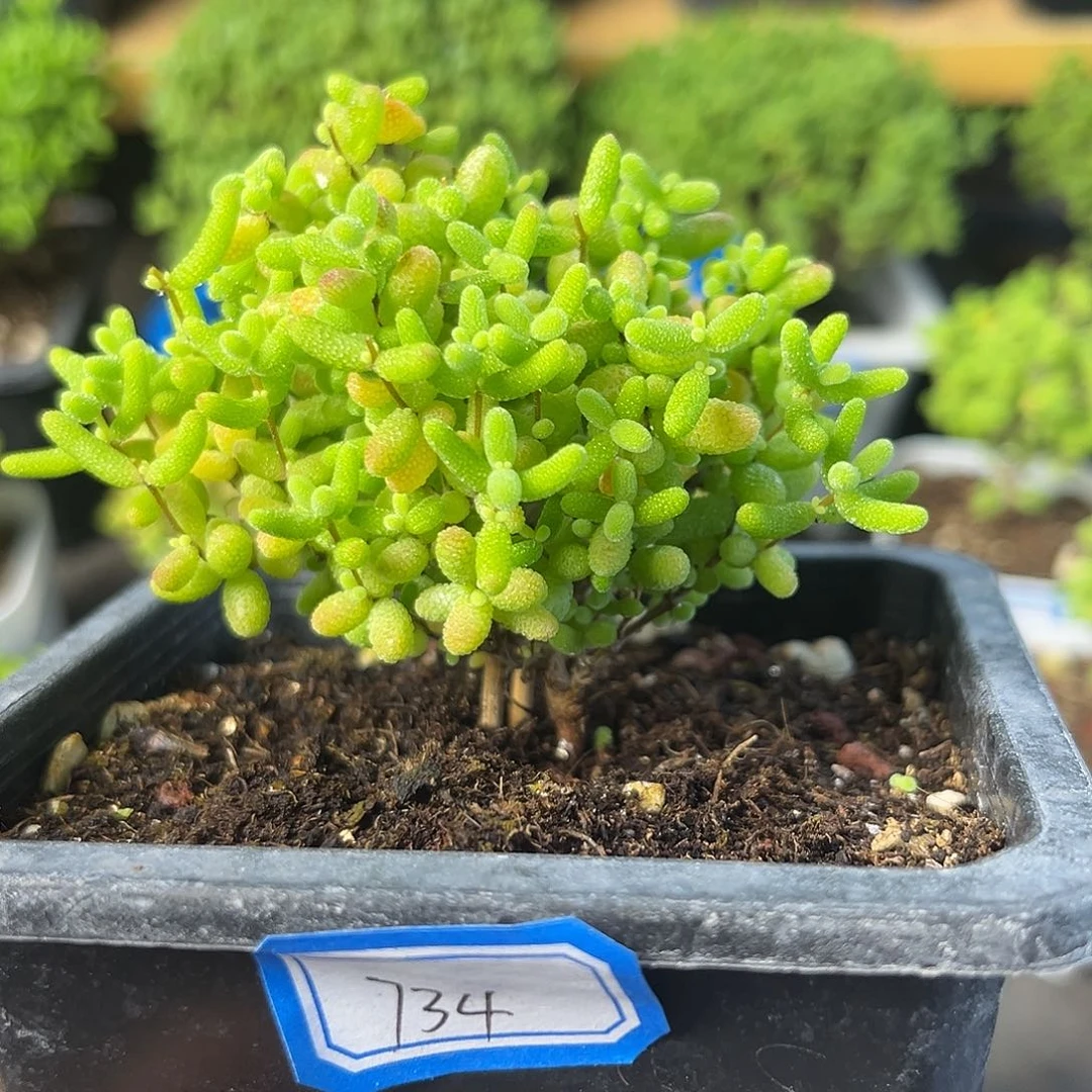 734蜜桔。