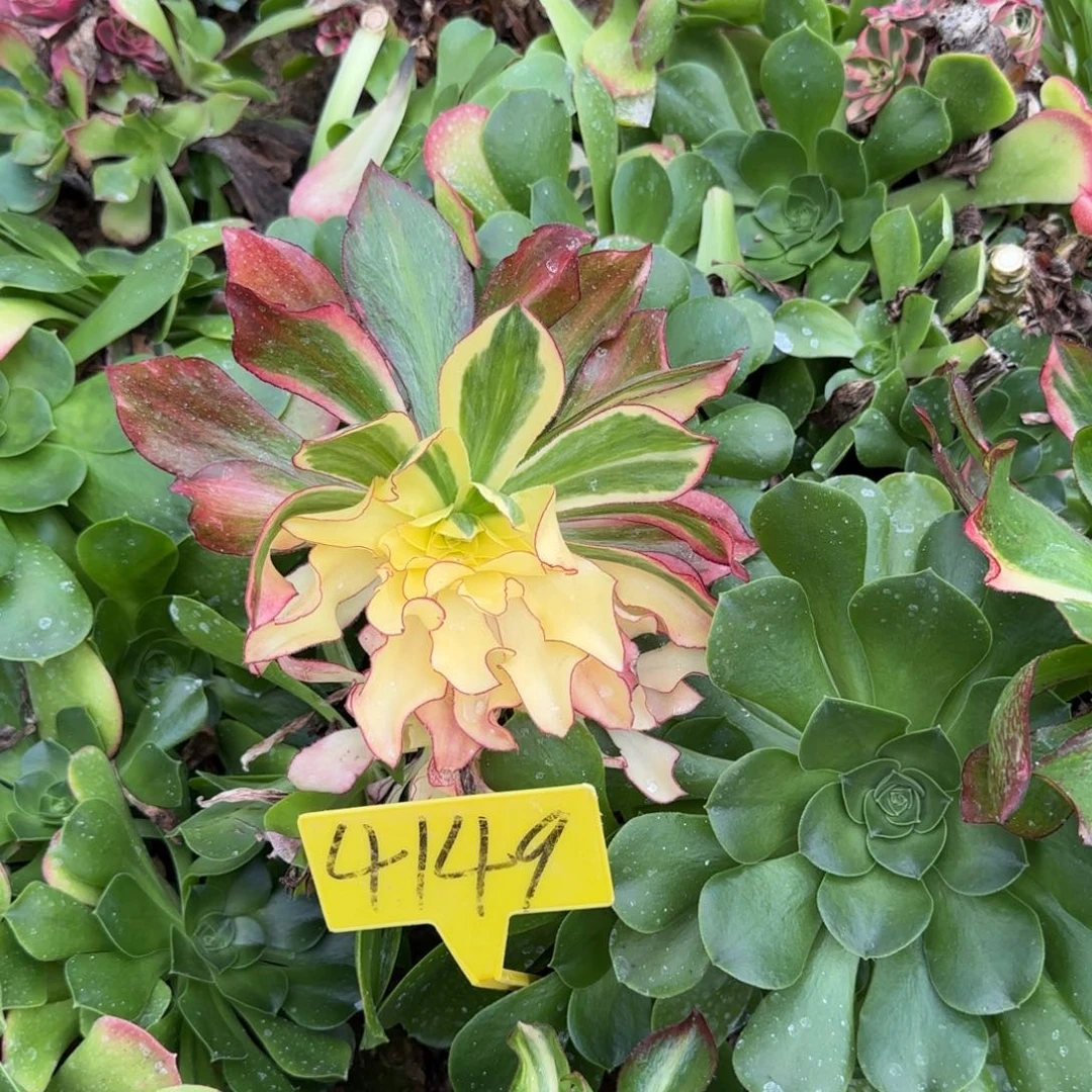 月****4149---掰下发货多