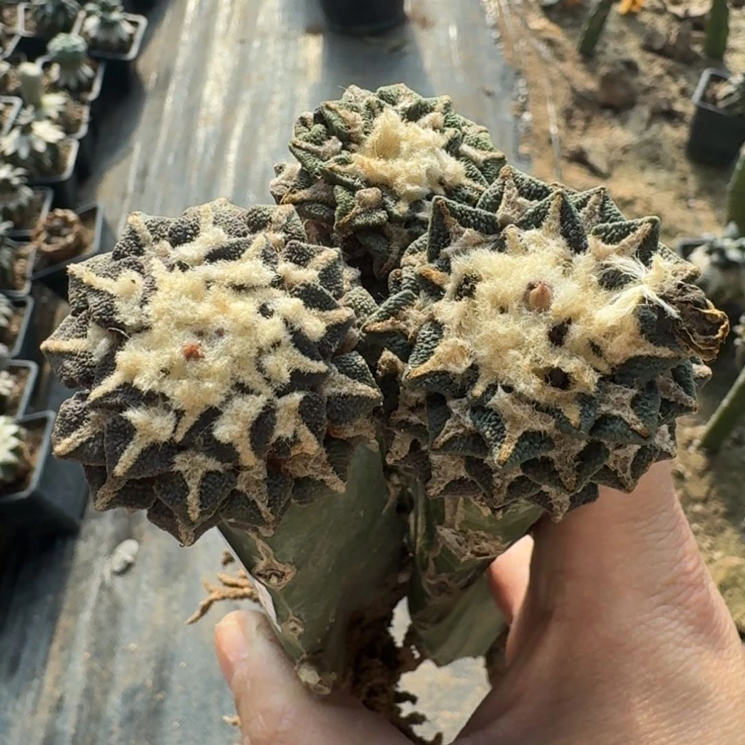 【闪购商品】三颗苗接黑牡丹843