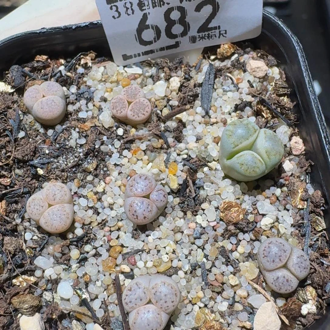 zzzzz生石花肉682