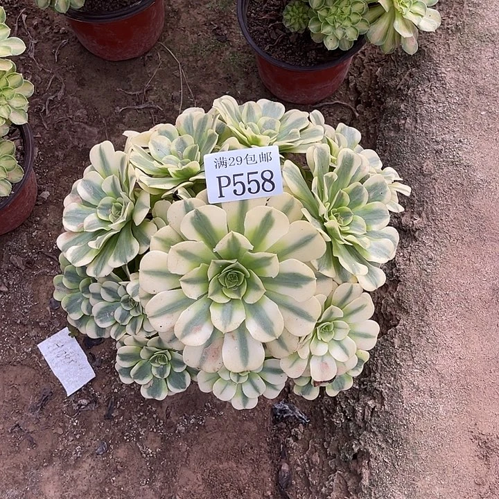 558绿豆沙多肉植物
