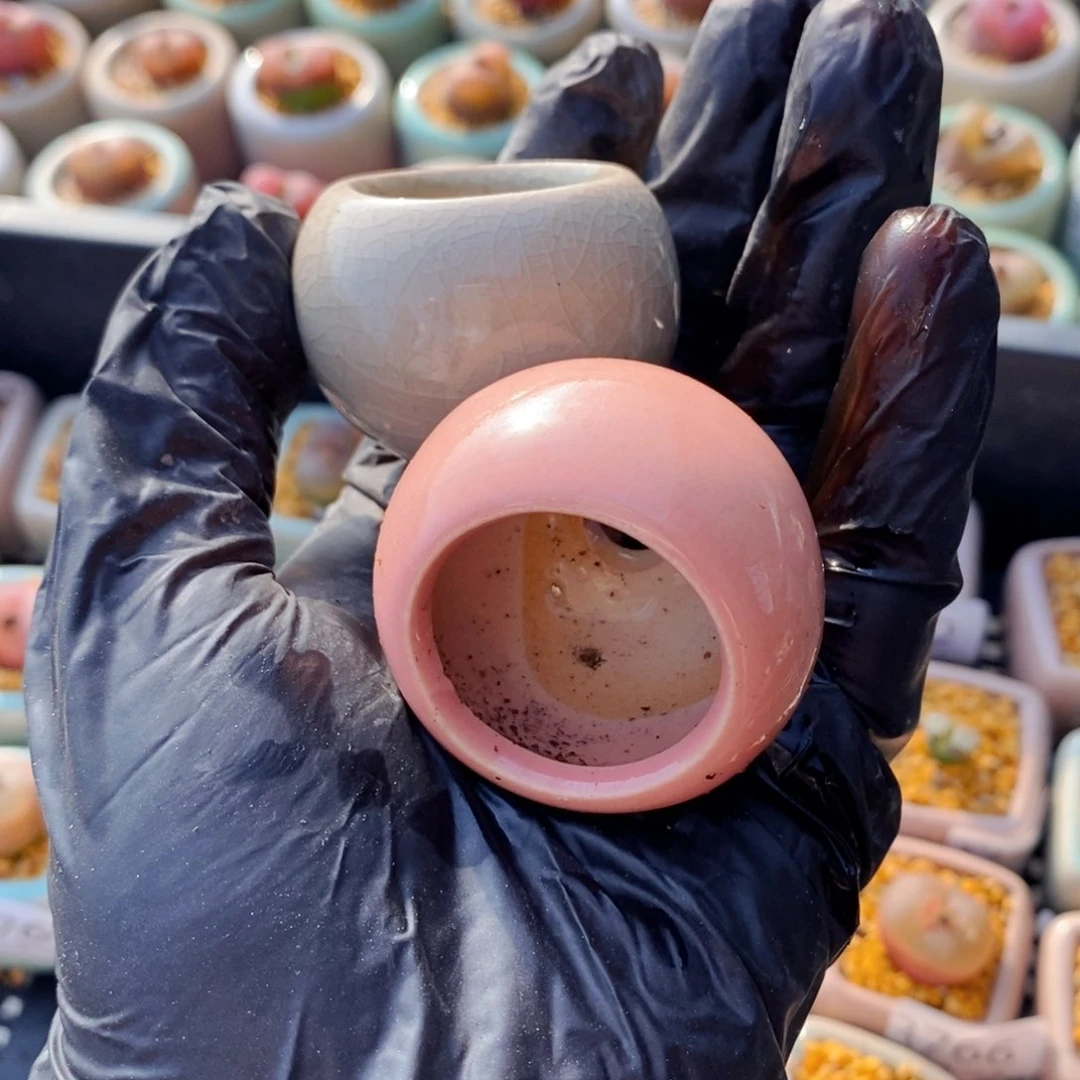 大****吗3773--一物一拍 2颗