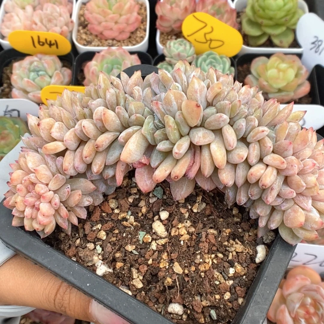 橙梦露缀化可拍。