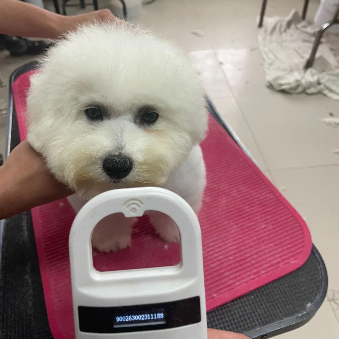 三个多月的比熊母犬骨架比例好性价比高