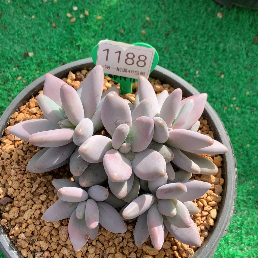 企鹅无砍一物一拍1188