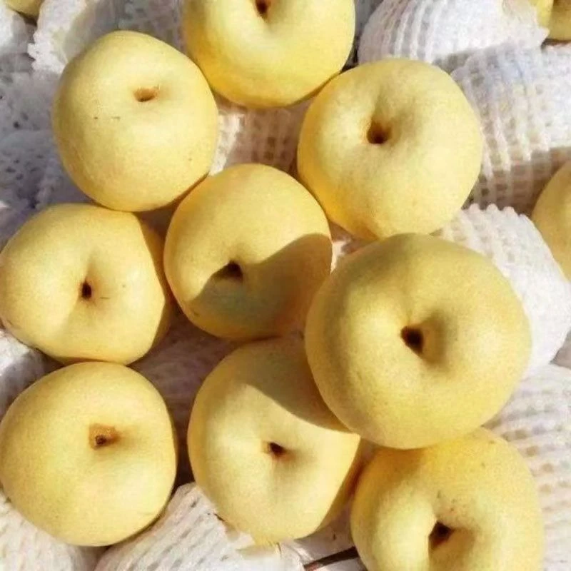 陕西蒲城酥梨脆甜汁水多京东顺丰快递