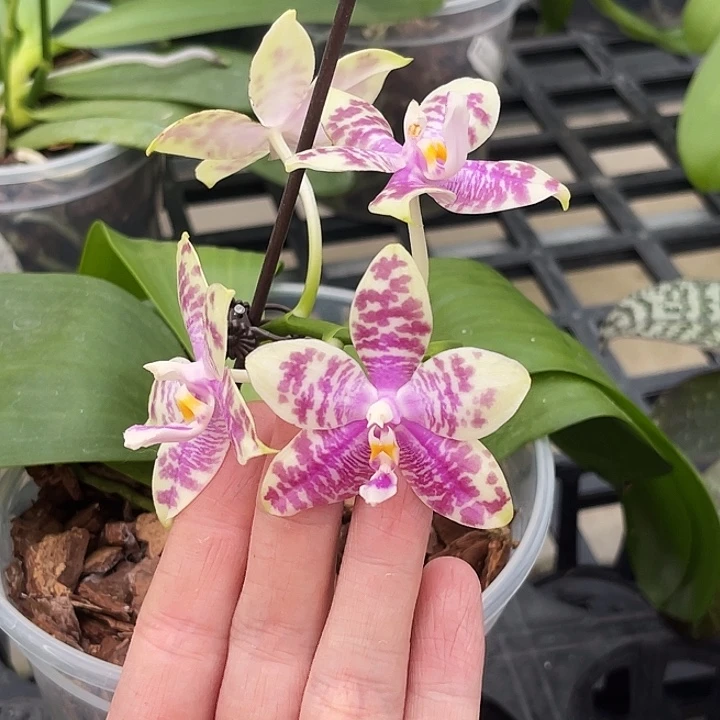 大部分花苞少量开放