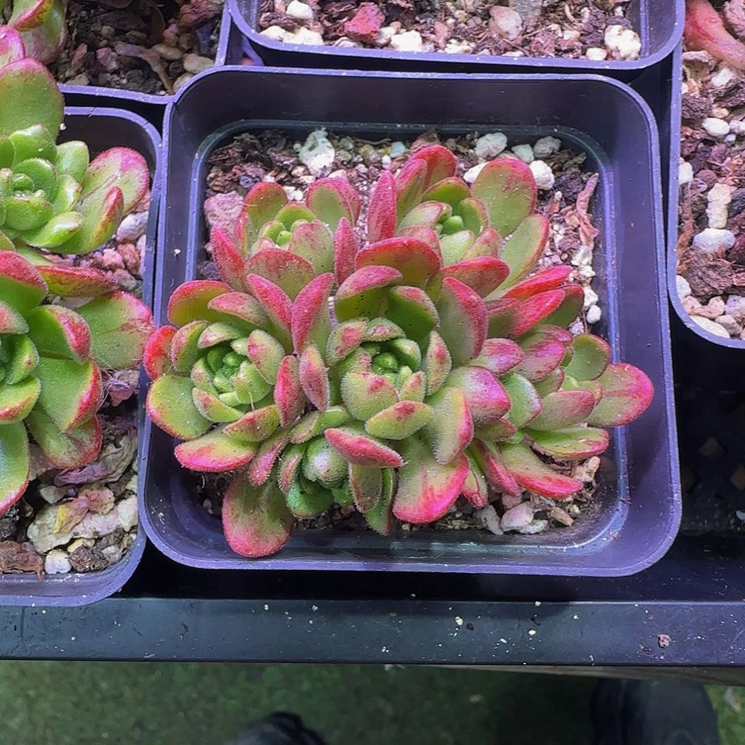 红舞女小老桩 非偏远包邮玻璃心慎拍