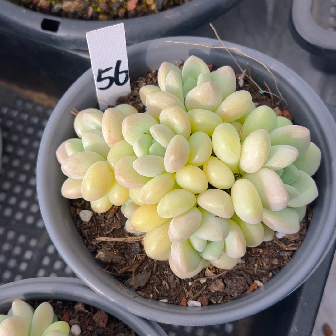 香玉的故事是一个人的