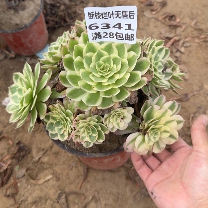 6341二号棚海王多肉N