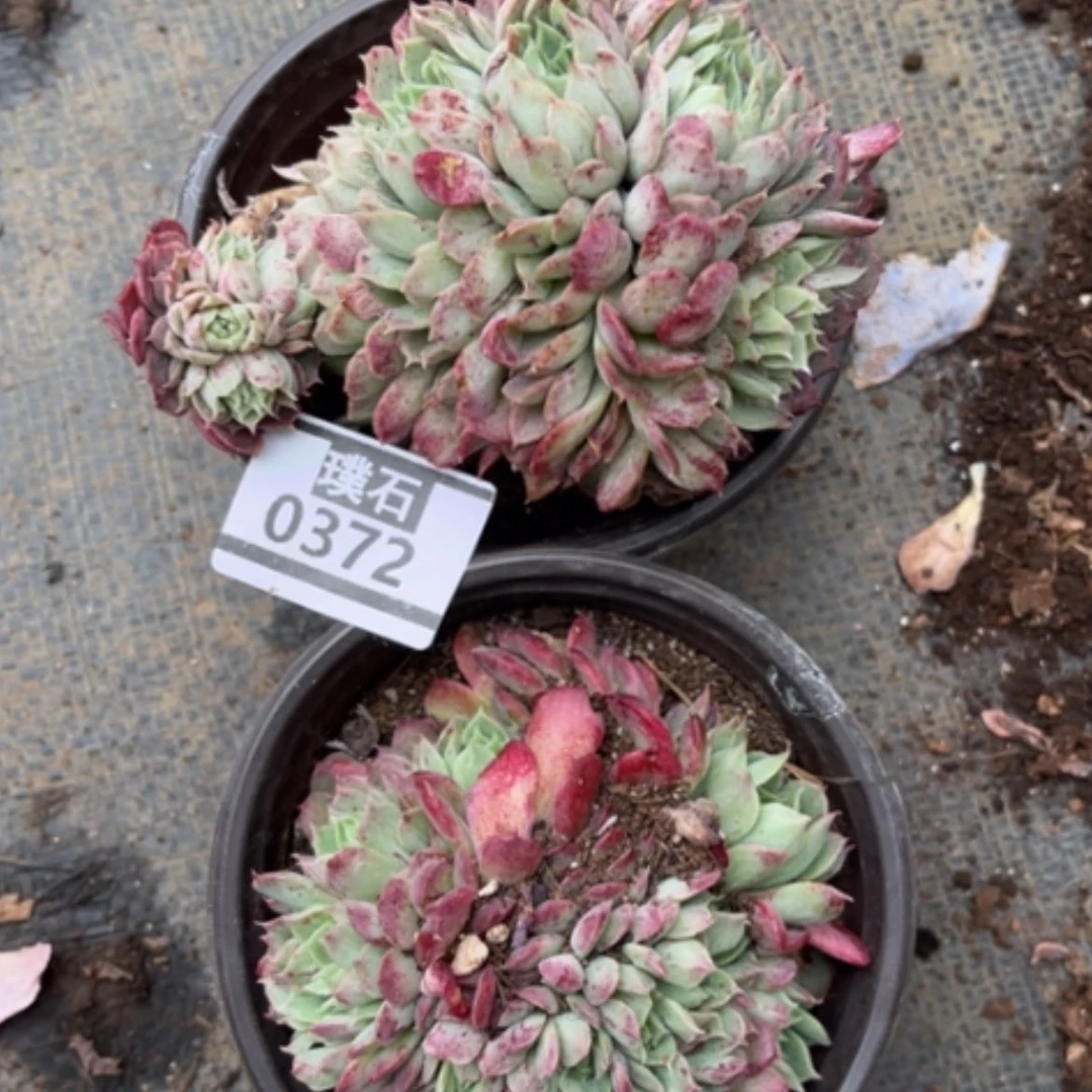 【闪购商品】妞*朱砂缀0372