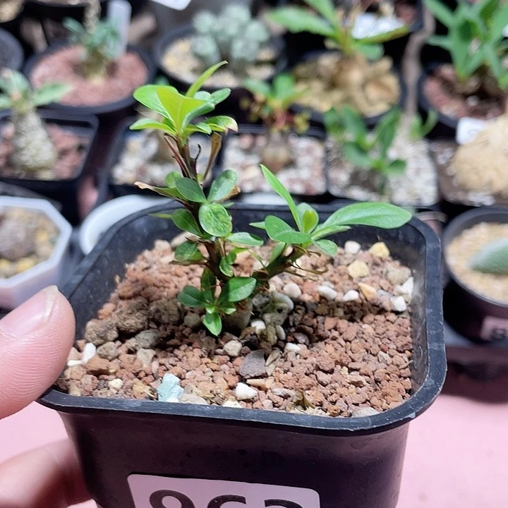 963实生簇生福贵花