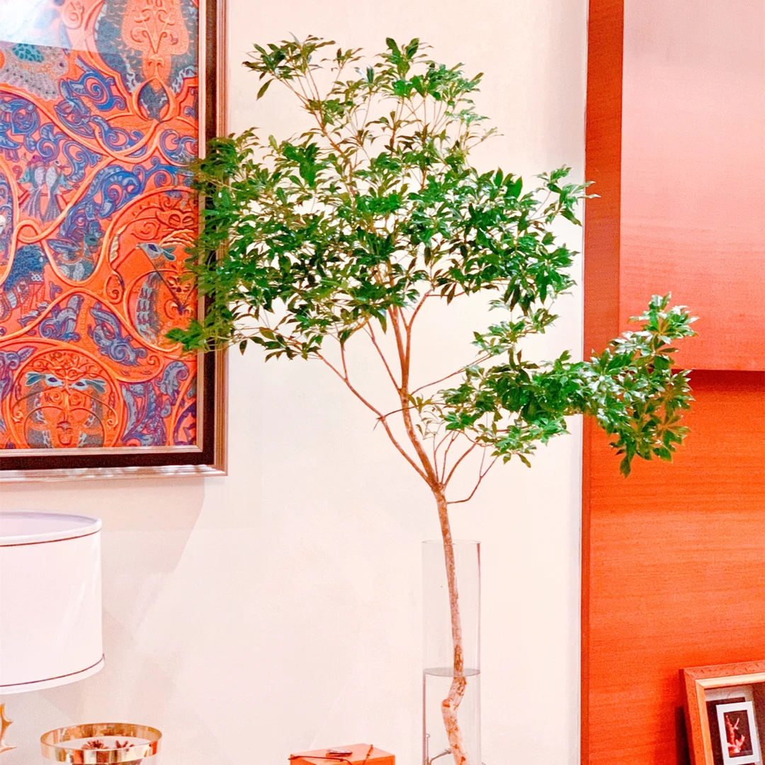 【进口马醉木】绿植鲜切枝条水培植物懒人水养花卉居家装饰盆栽包邮