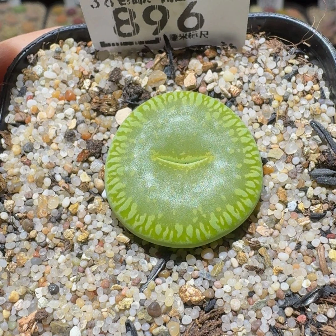 Sssss生石花肉896