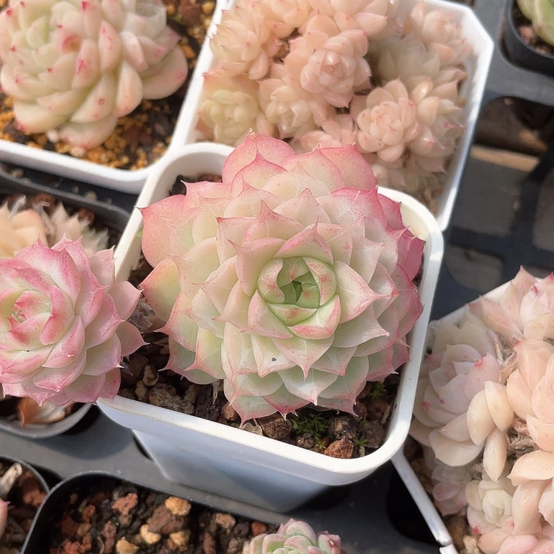 犄***?优选女王福利8245