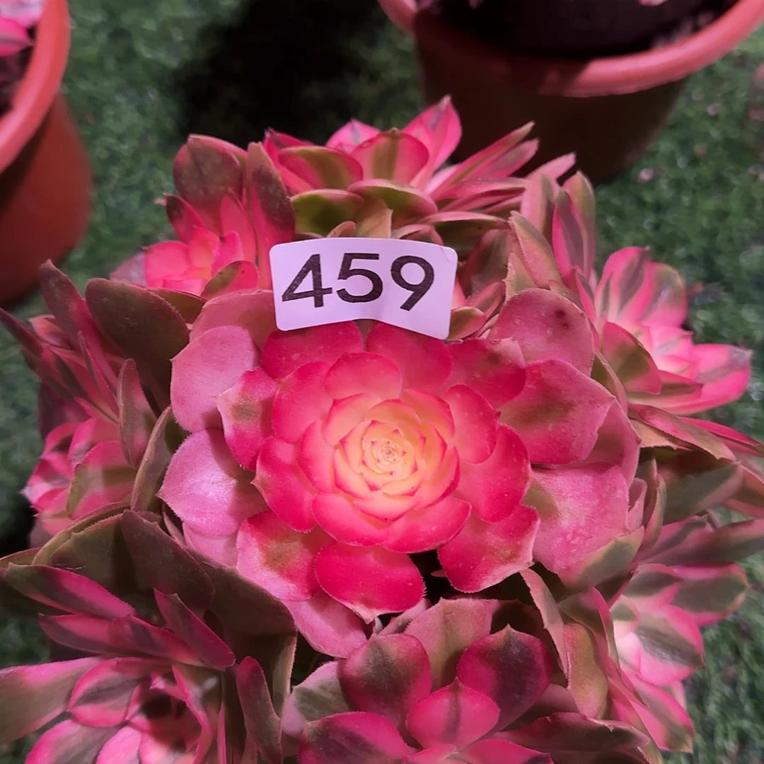 多肉植物法师荔枝459