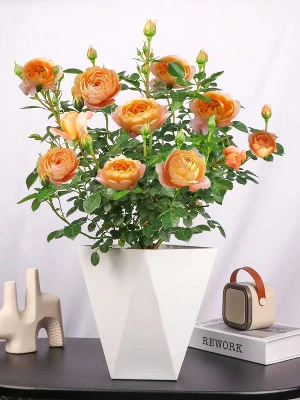 果汁阳台月季花苗带花苞浓香型四季开花庭院阳台绿植