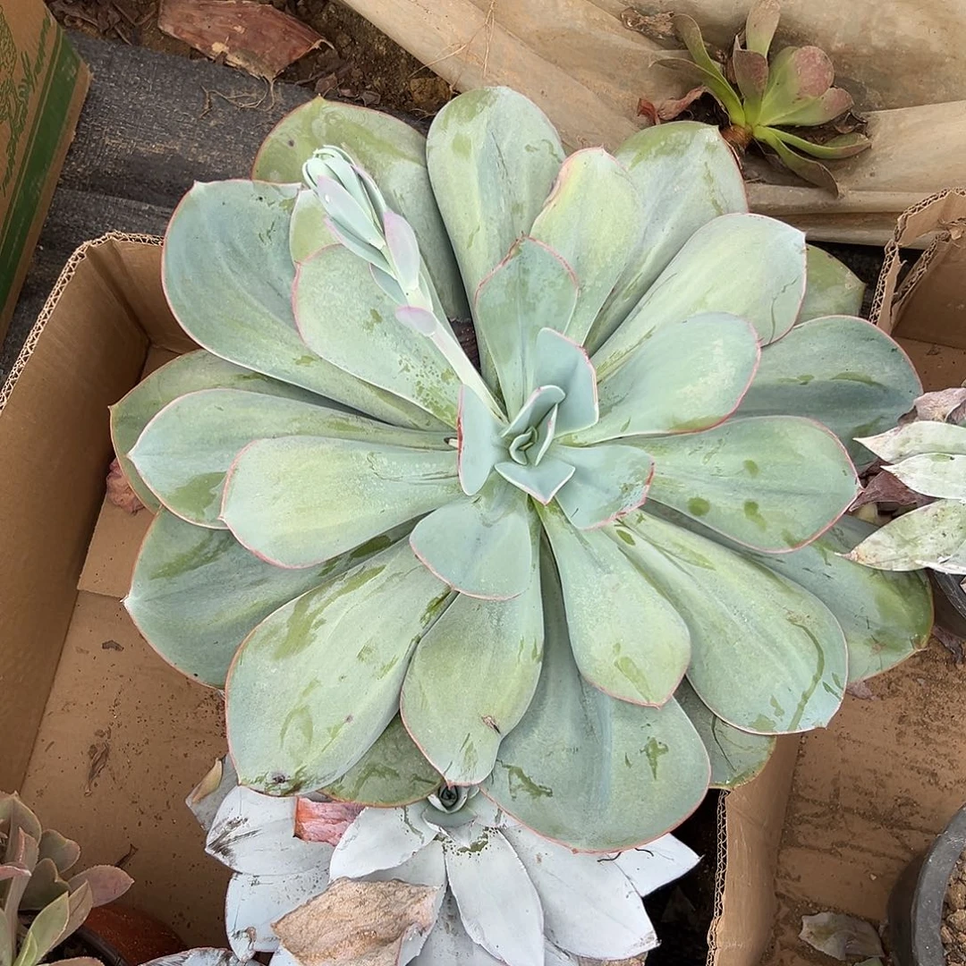 多肉植物大颗布鲁克林蓝