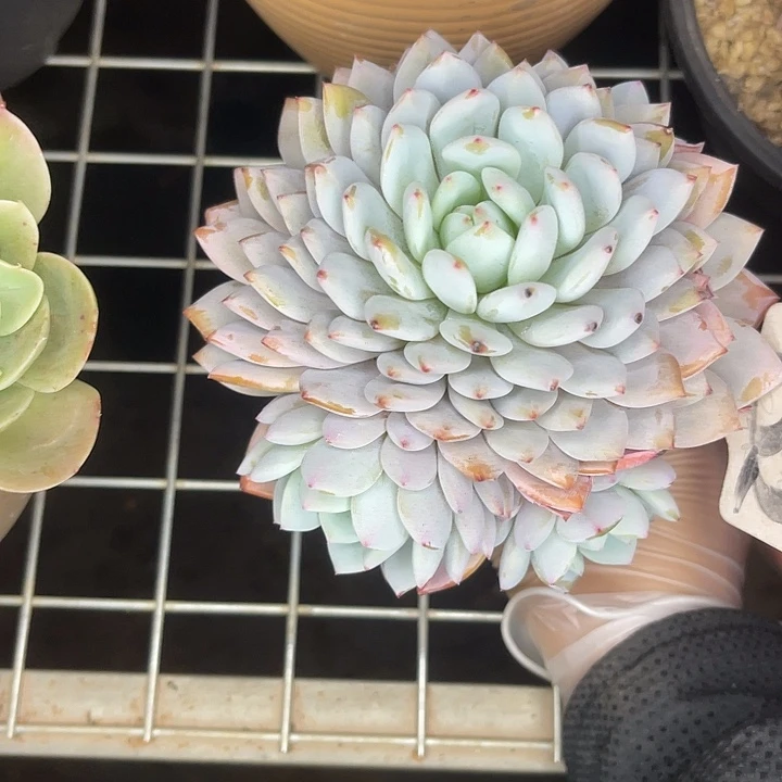 两单包邮，一物一拍32星星橙