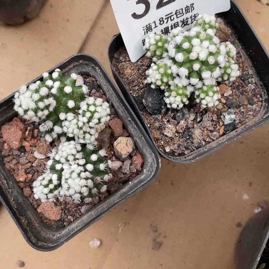 328两颗明日香姬（满18元包邮）