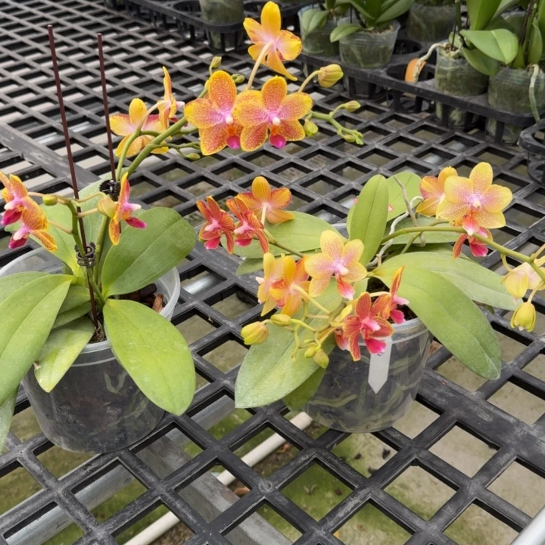 大部分花苞少量开放柠檬心蝴蝶兰4.5寸