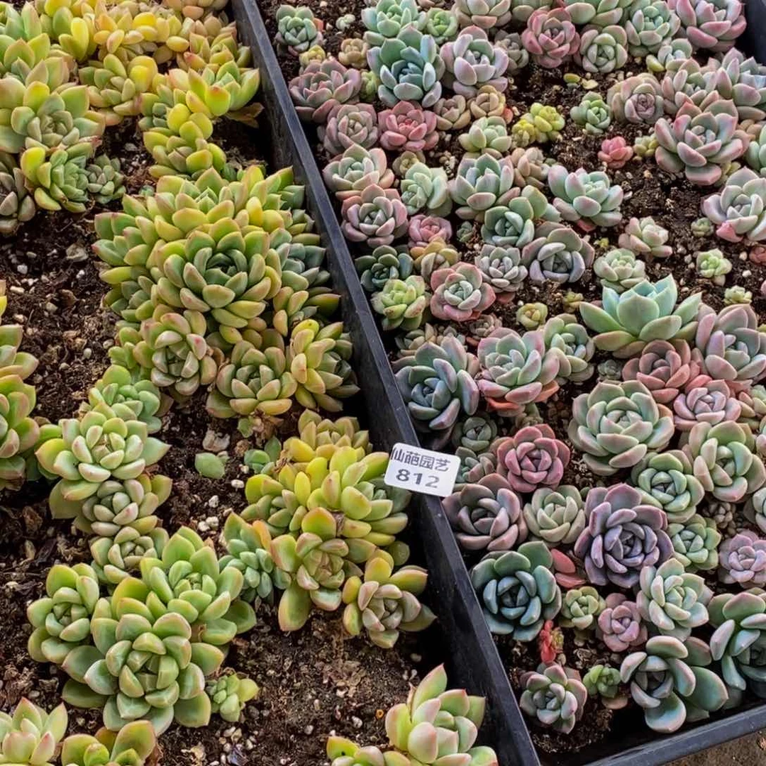 星****?812多肉植物保护研究所