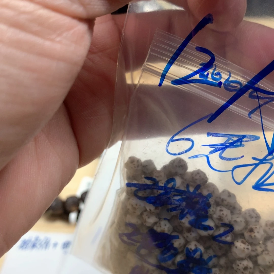 木绿****晖12 A星月菩提原生态文玩