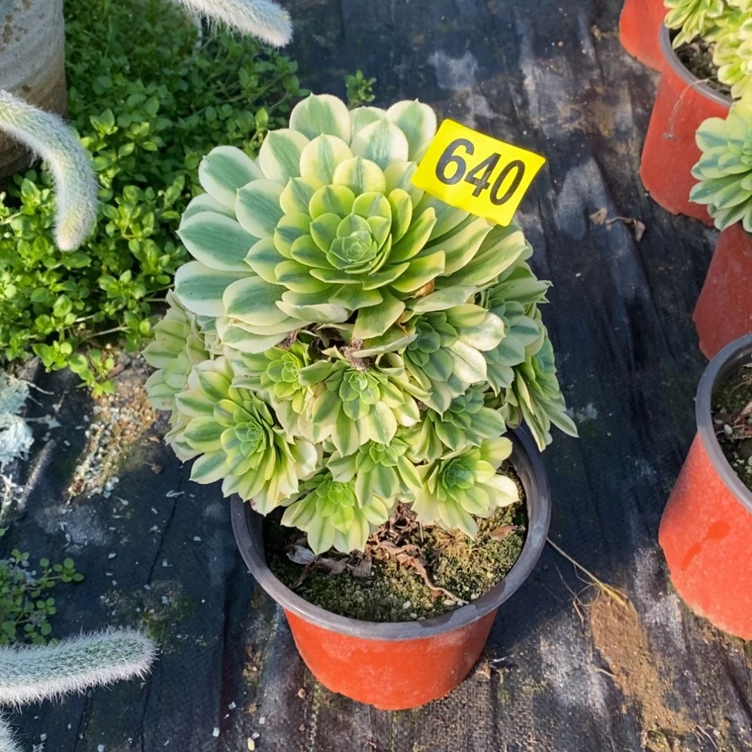 暴****･金丝翡翠多肉法师640