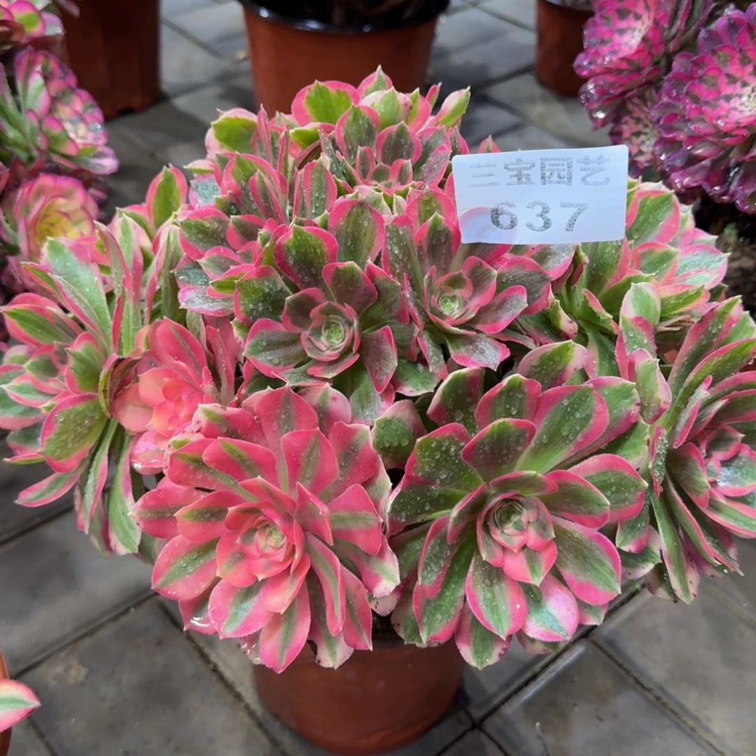 用****1多肉植物637妖月