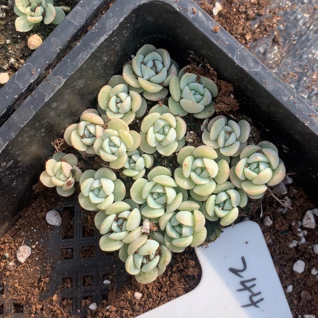 244七妹播种切糕包邮