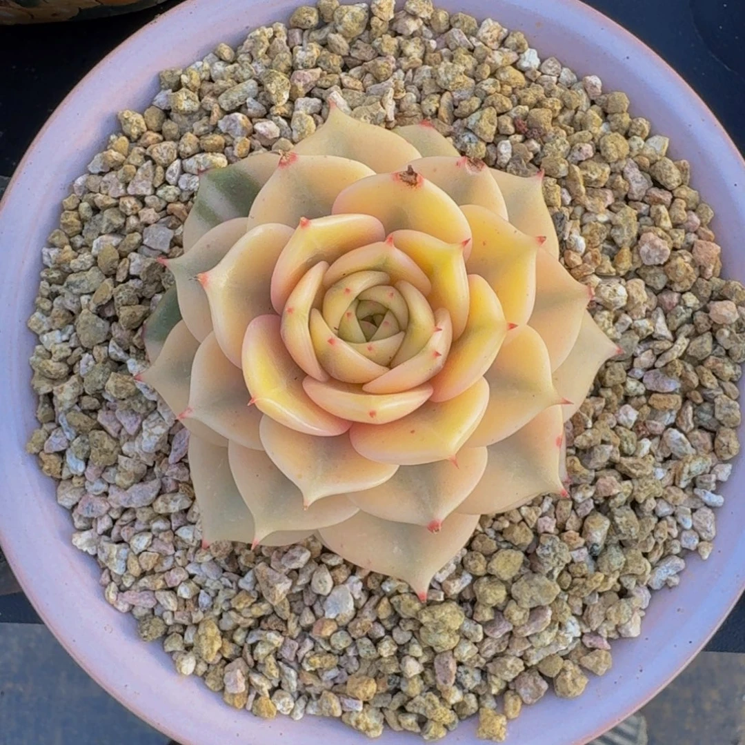 贝加尔湖 锦  一物一拍