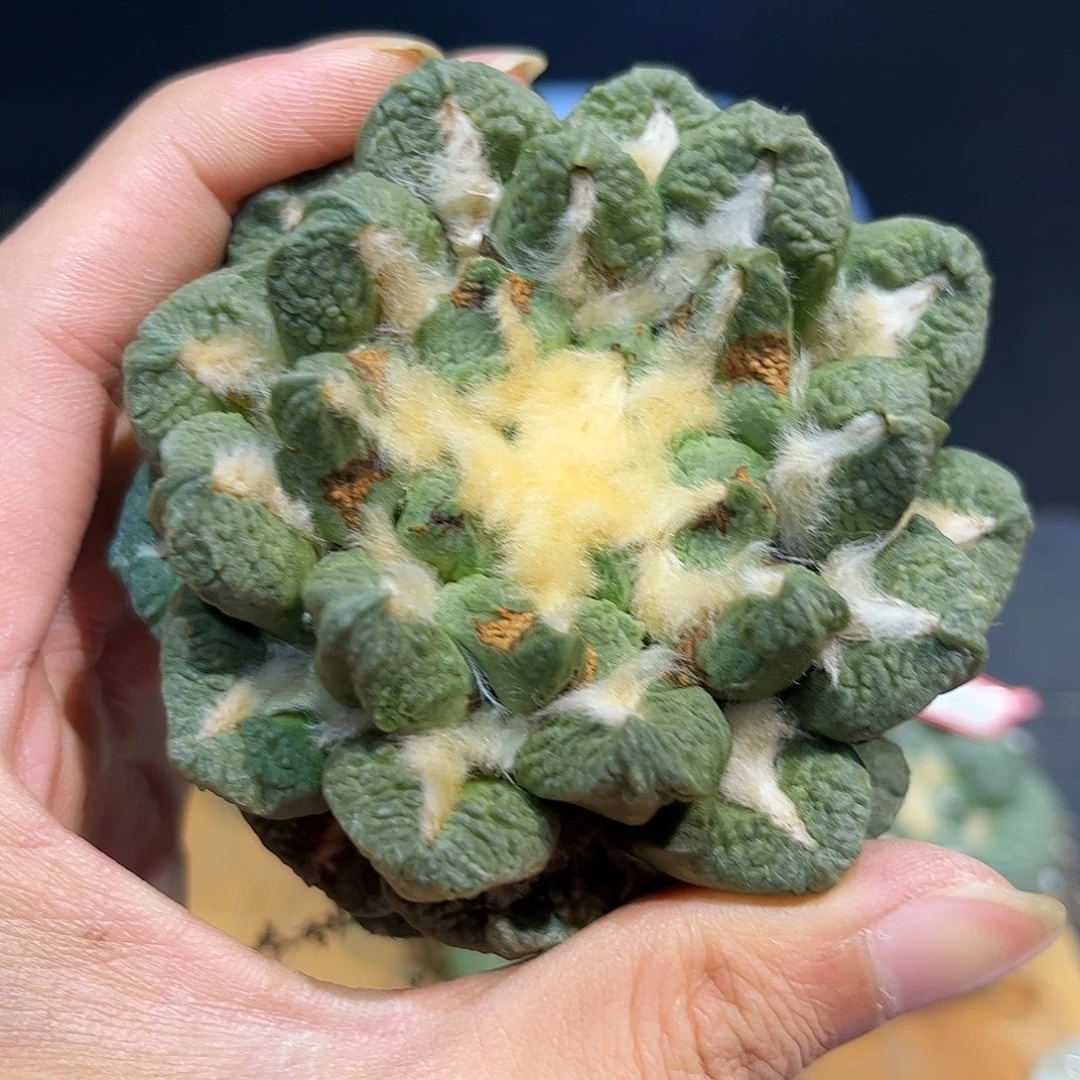 15号自根勃士黑牡丹微损