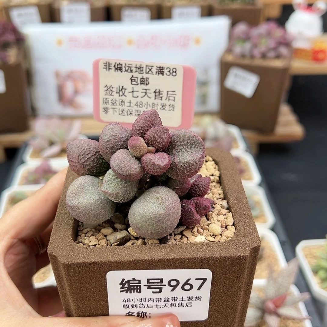 a**砹967水蜜桃多肉植物