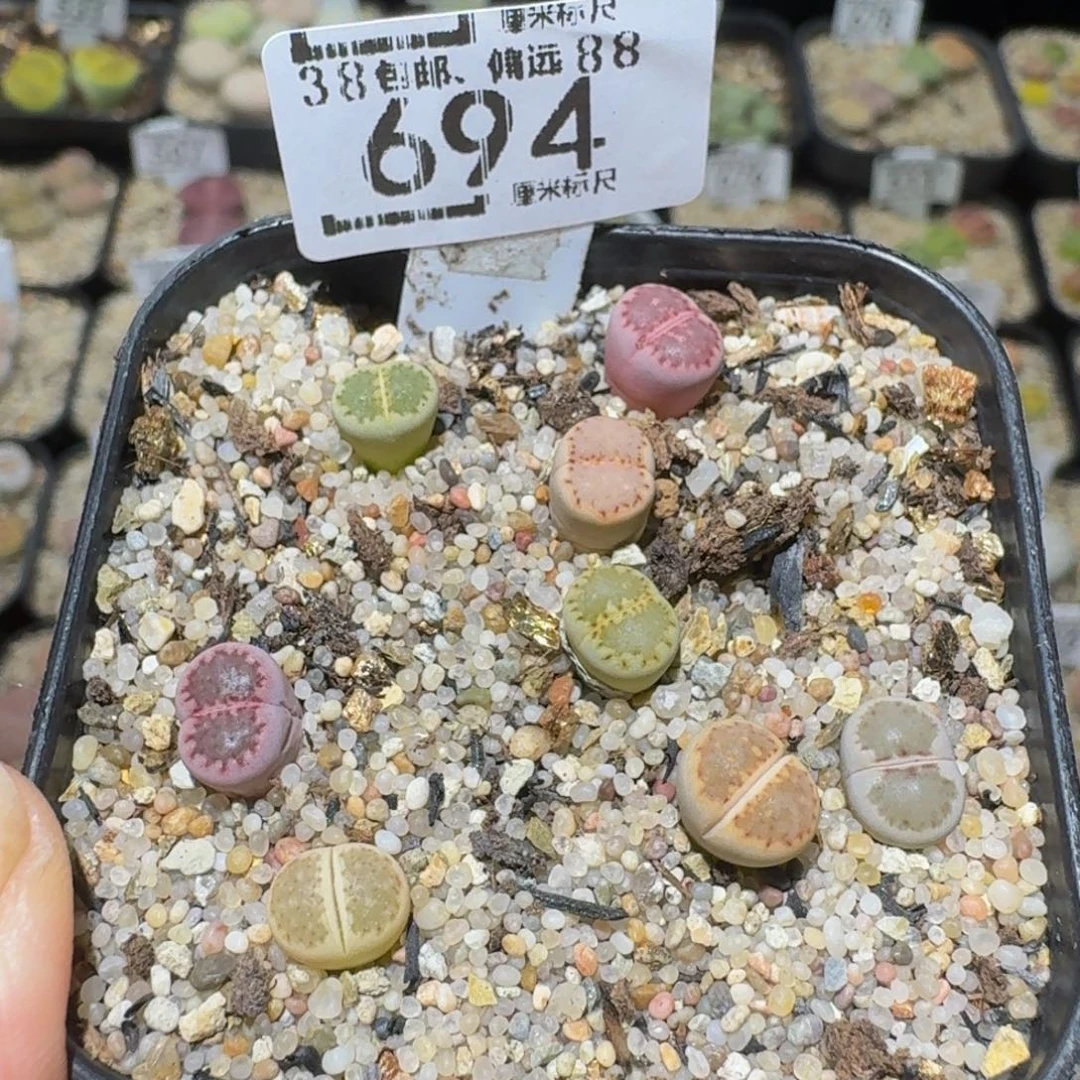 S***!Ssss精品生石花694