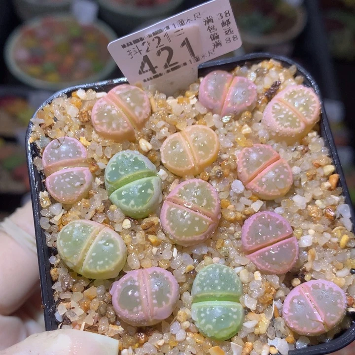 精品生石花221.421